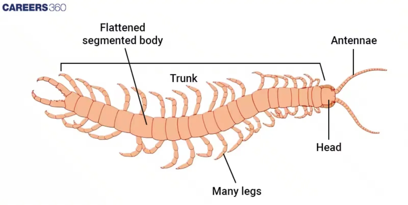 Phylum Arthropoda Diagram