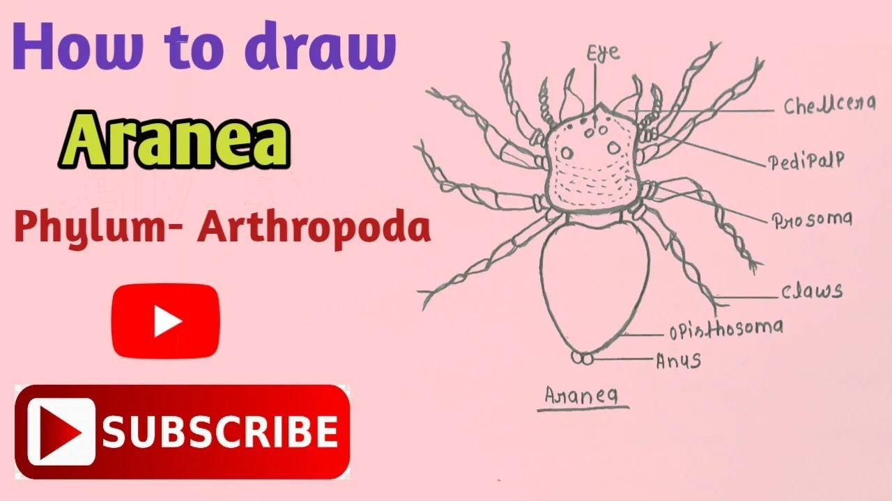 Phylum Arthropoda Diagram