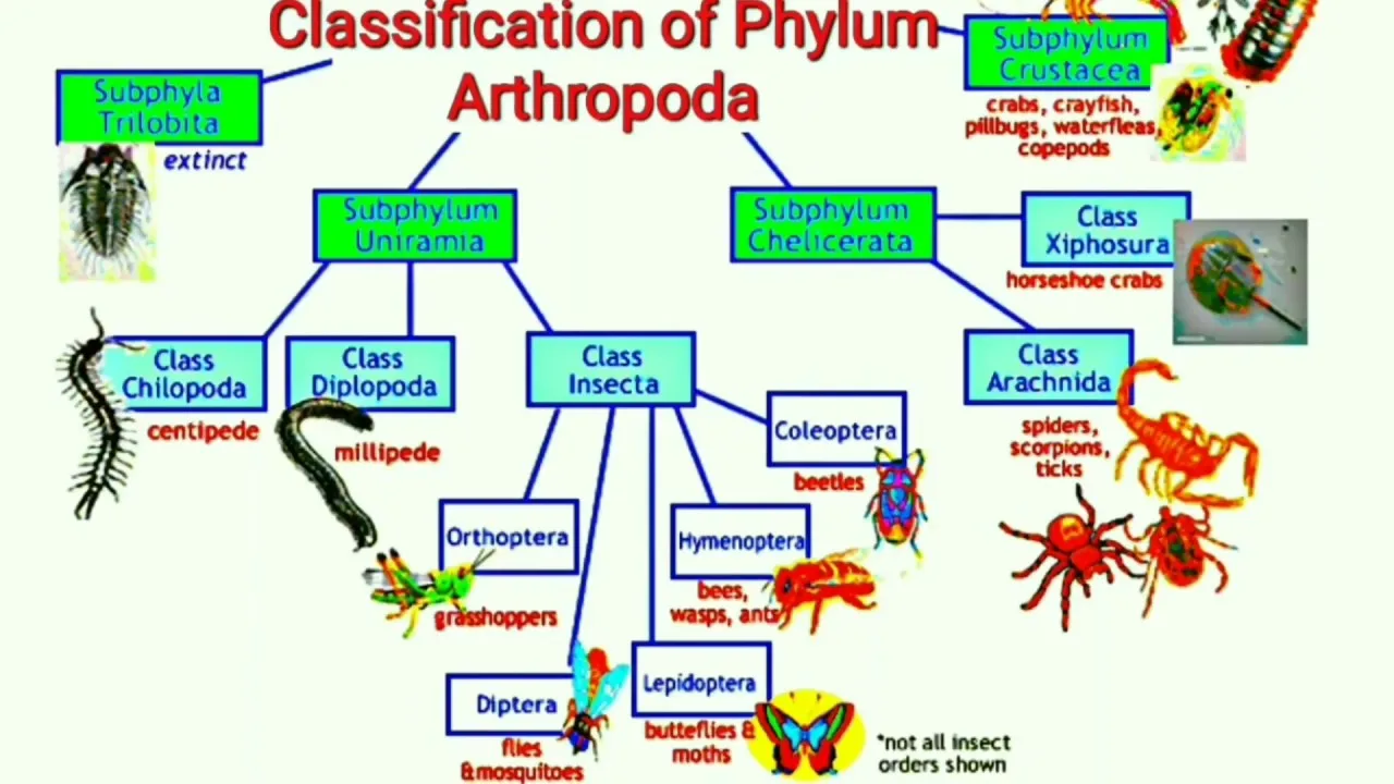 Phylum Arthropoda Diagram