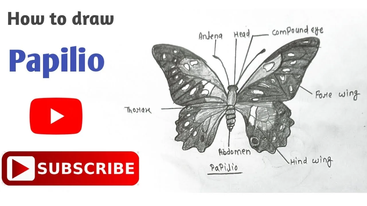 Phylum Arthropoda Diagram