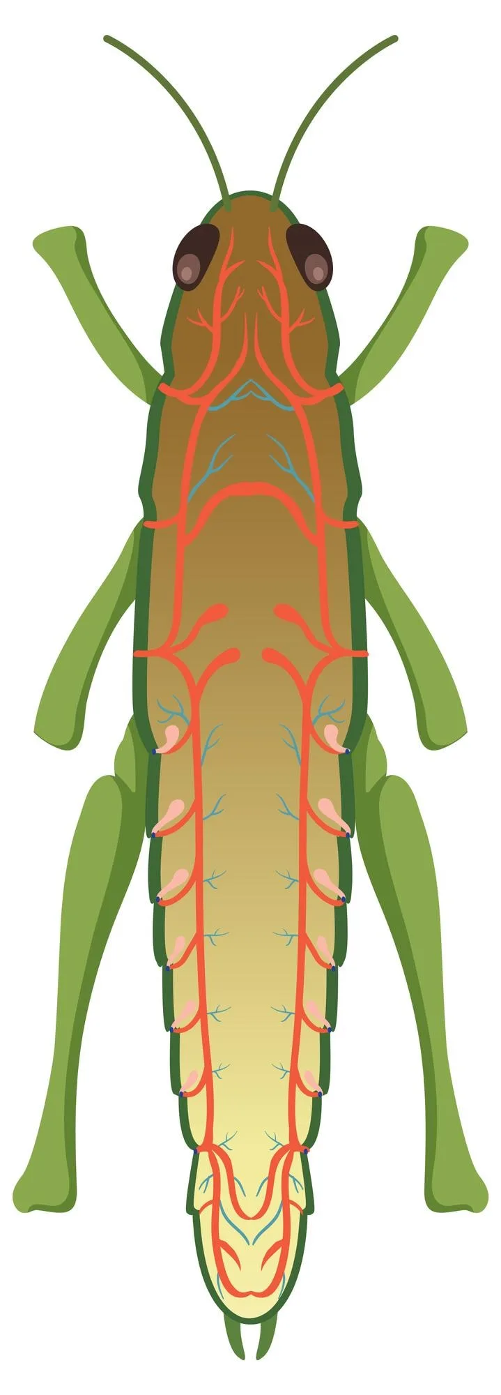 Phylum Arthropoda Diagram