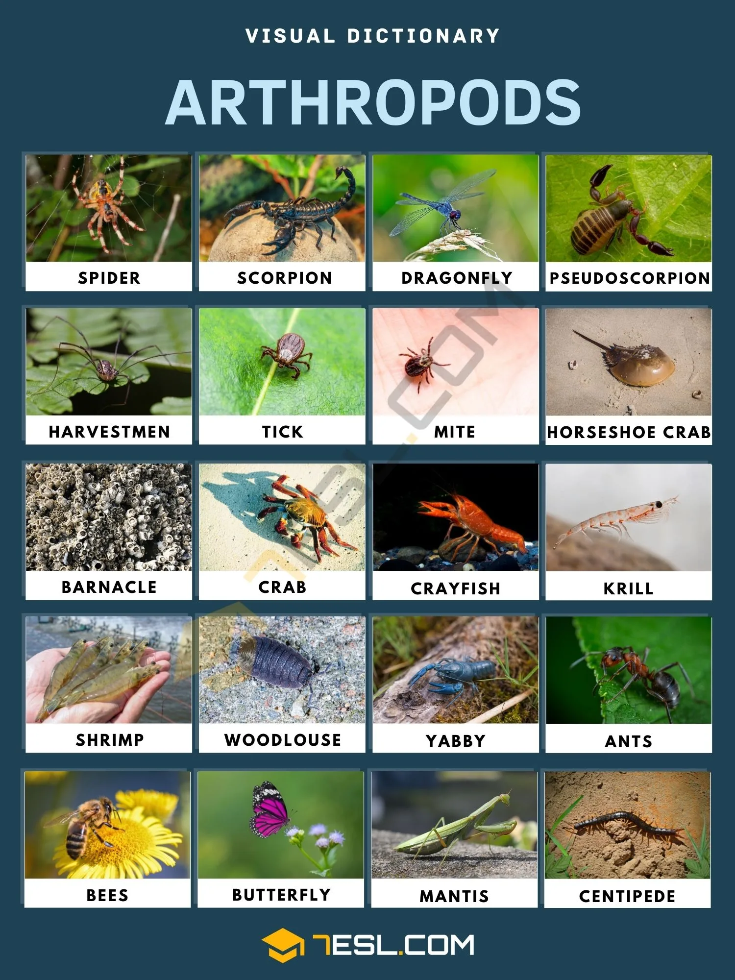 Phylum Arthropoda Examples