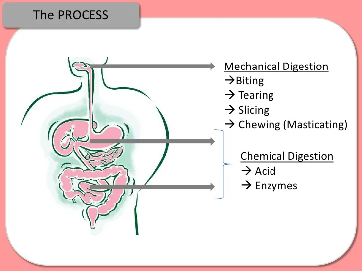 Physical And Chemical Digestion Venn Diagram Physical And Ch