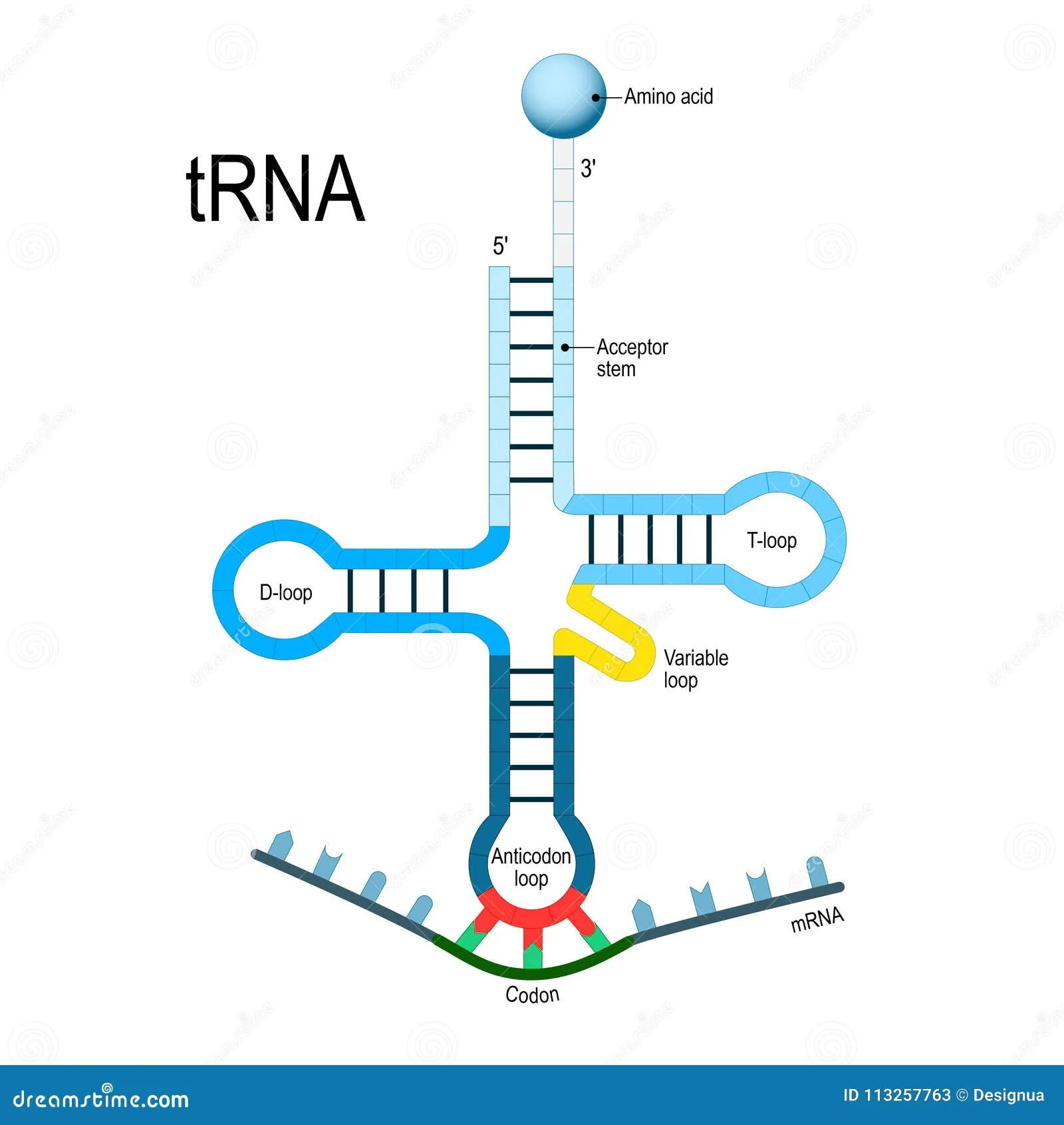 Picture Diagram For Rna Process Following Transcription Rna