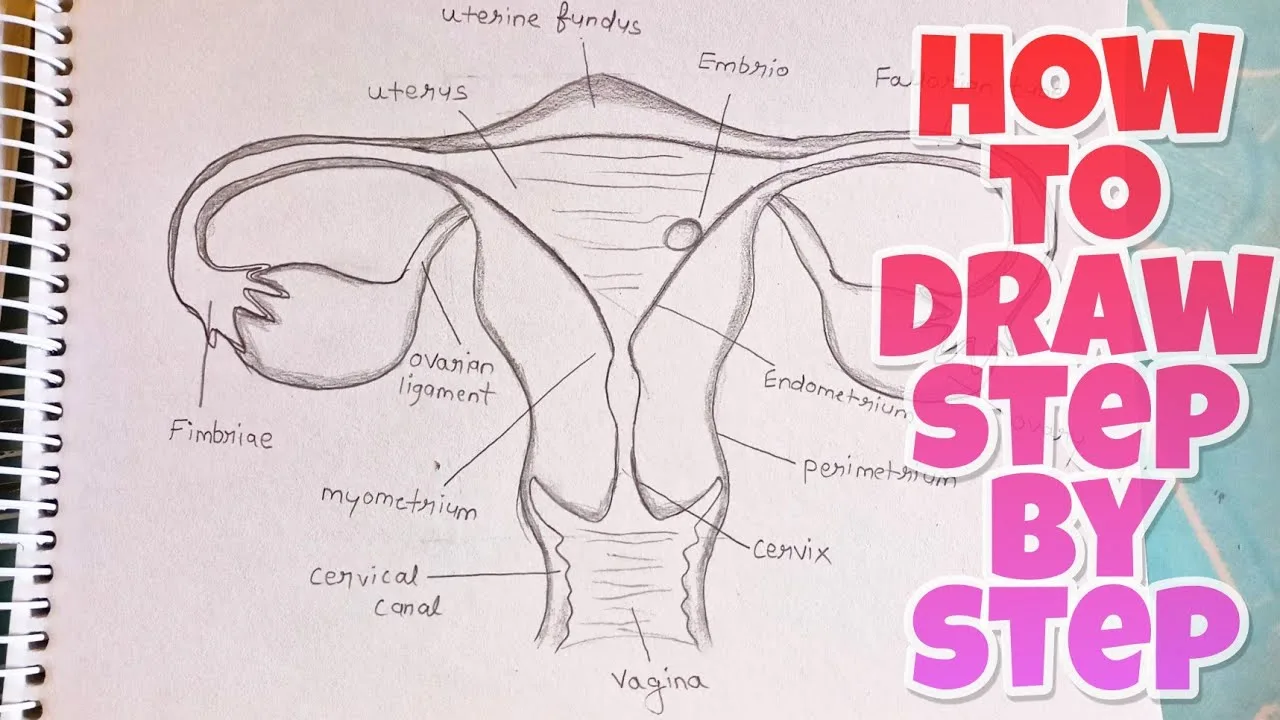 Picture Diagram Of Female Reproductive System Cervical Cance