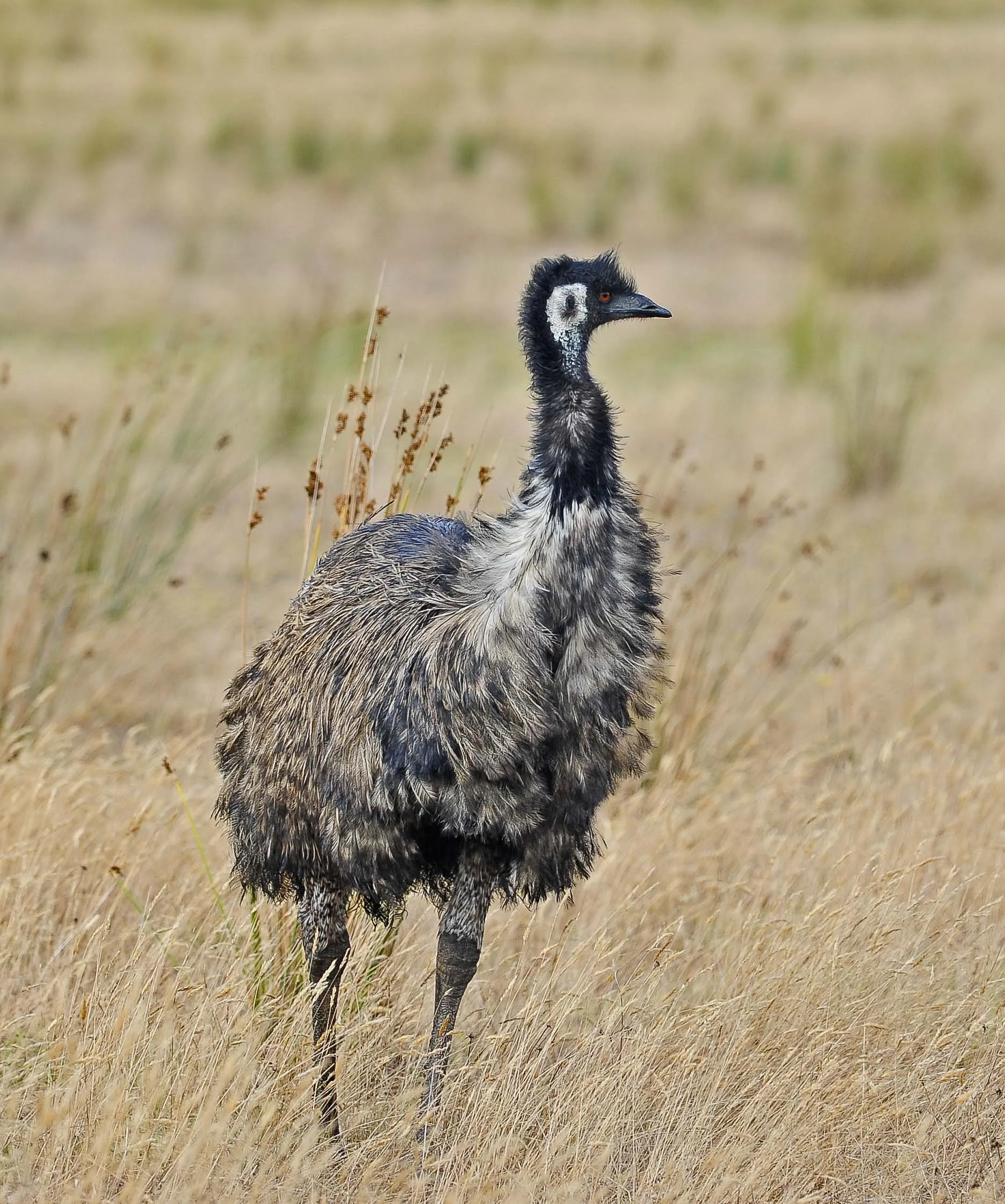 Pictures And Information On Emu