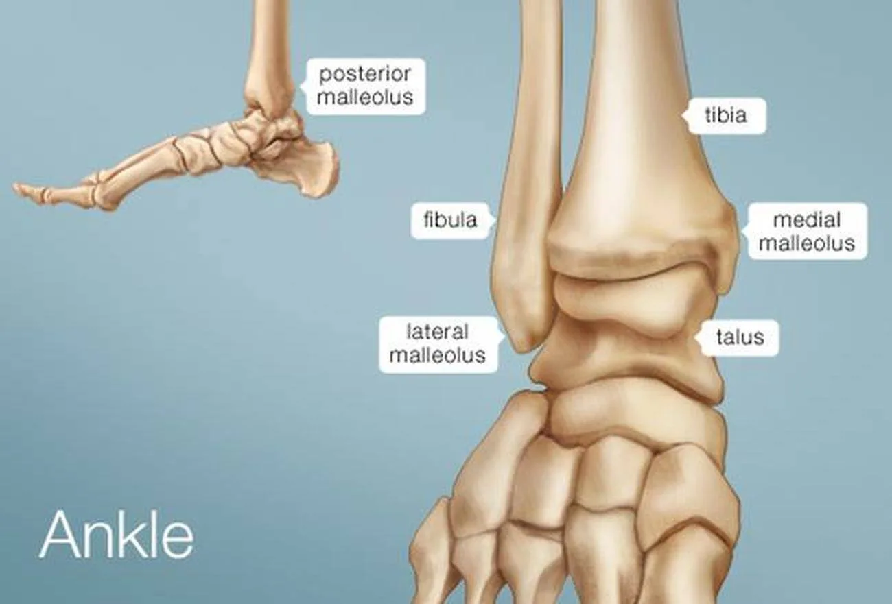 Pictures Of Ankle