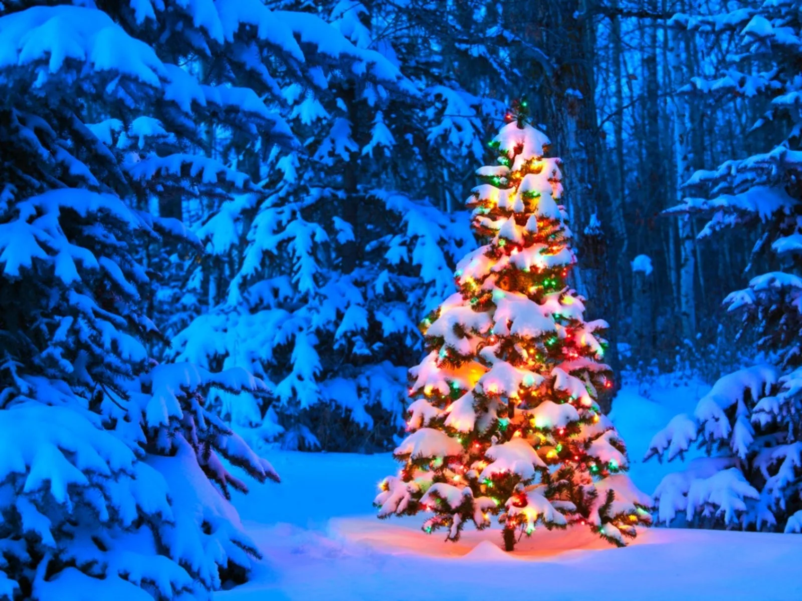 Pictures Of Outdoor Christmas Trees At John Hawkins Blog