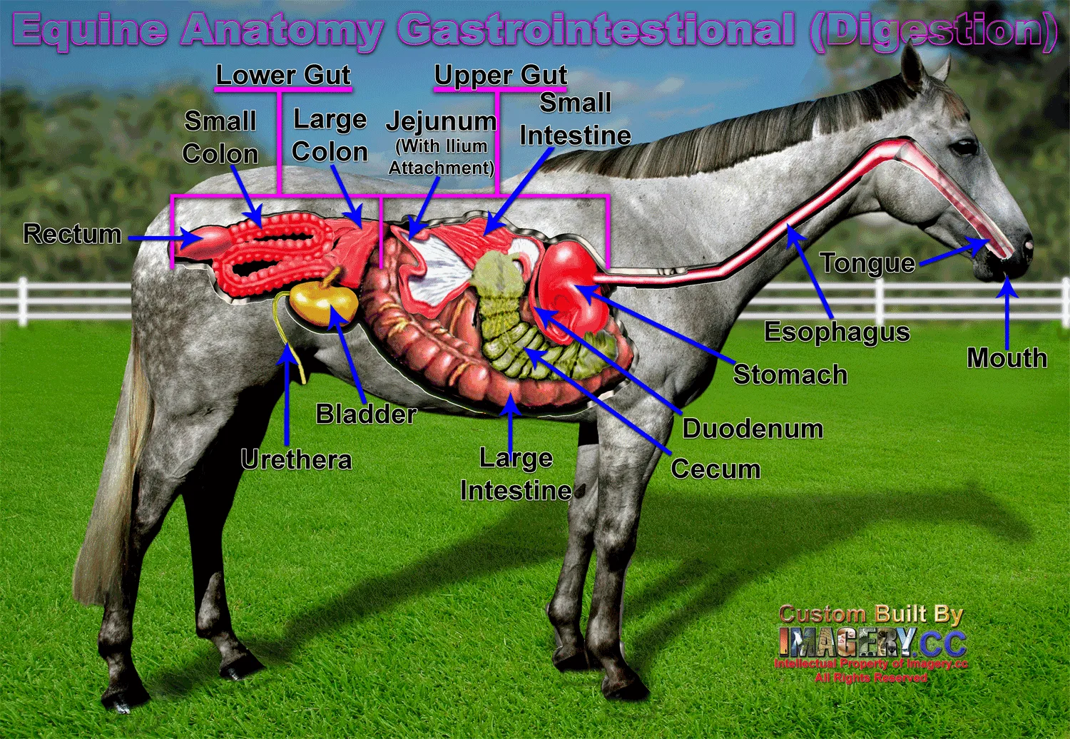 Pin By Carmen Williams On Horses Ponies I Horses Horse Love Horse Care