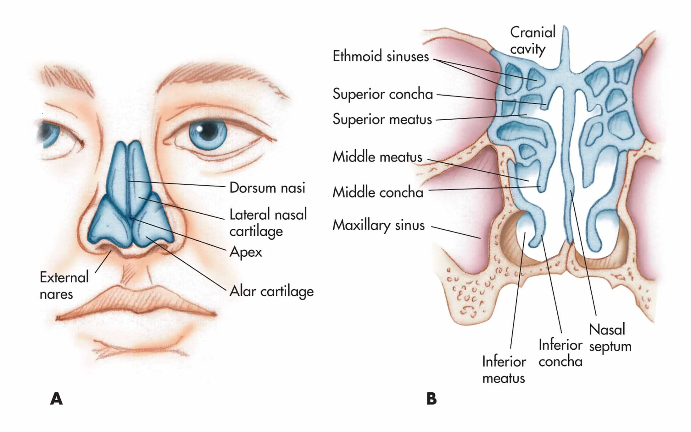 Pin On Medical Anatomy