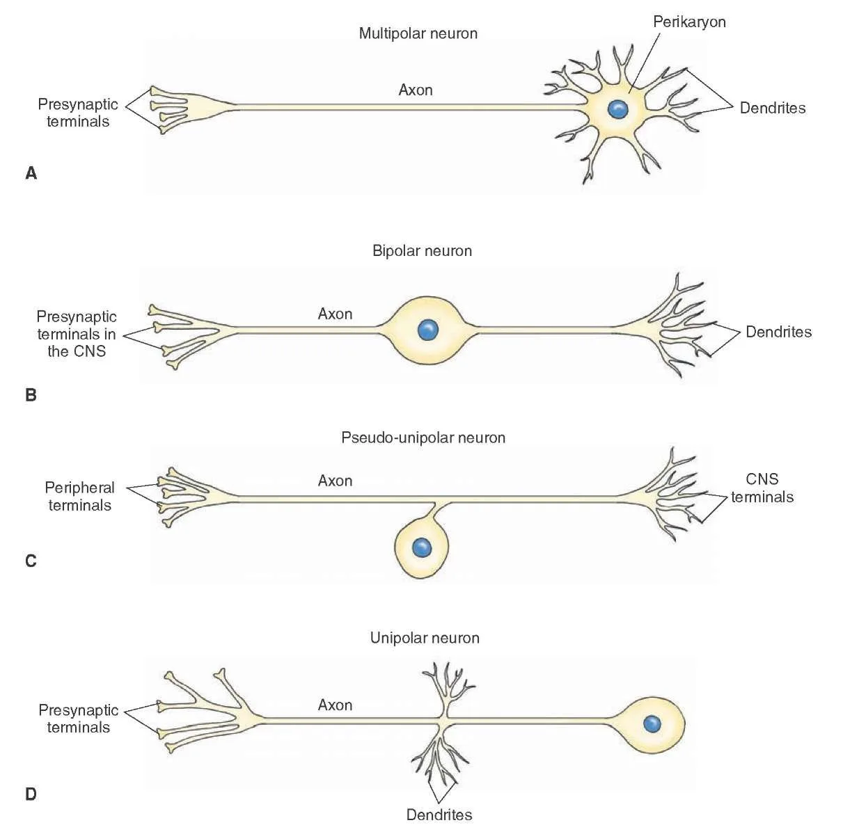 Pin On Neurology