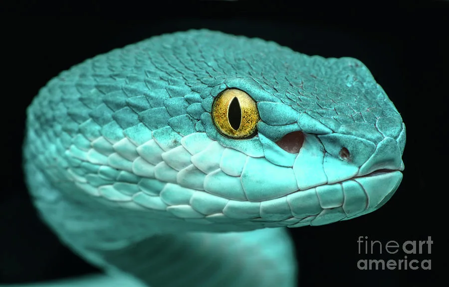 Pit Vipers Snakes