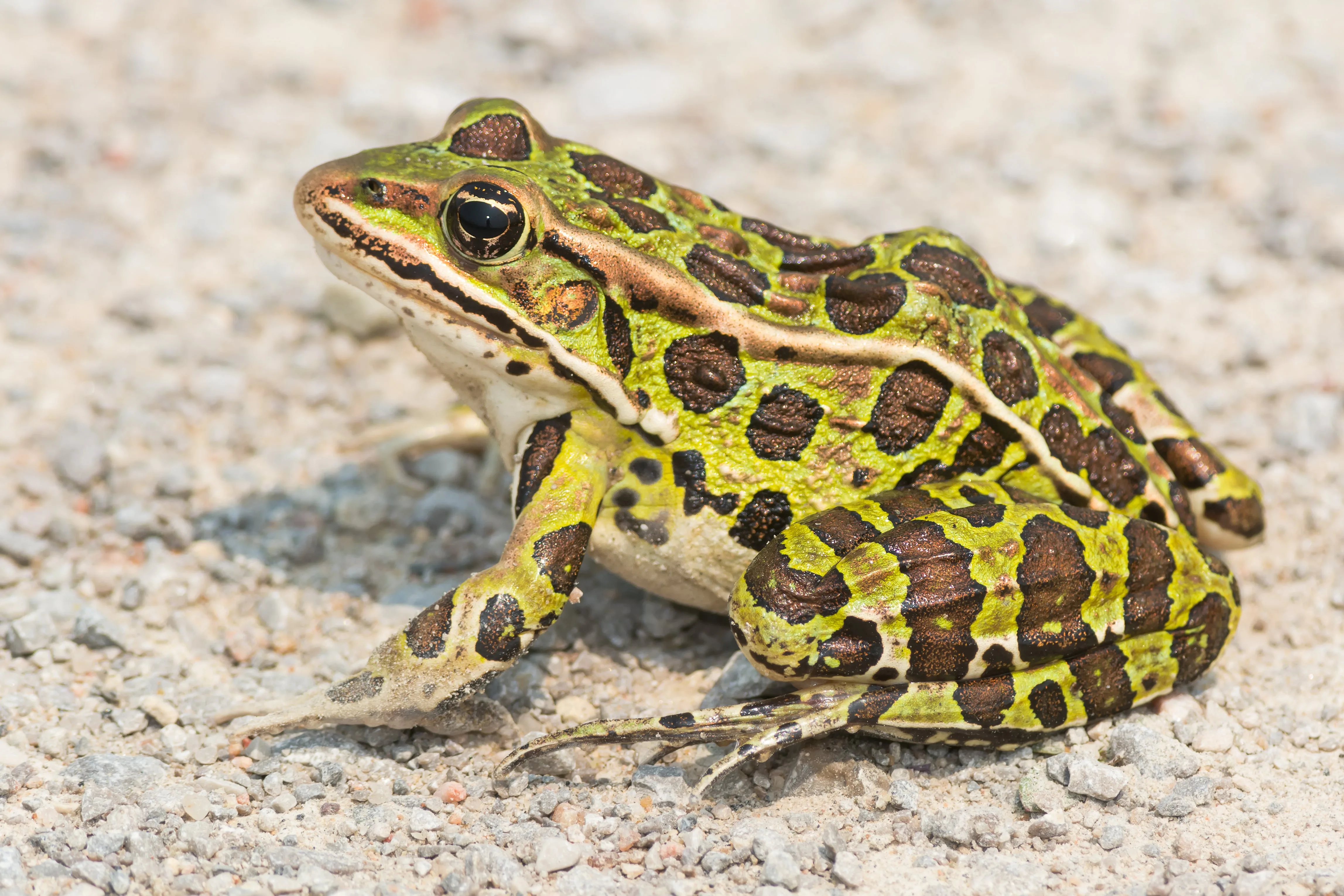 Places Where Frogs Live Sleep And Hibernate Pest Pointer