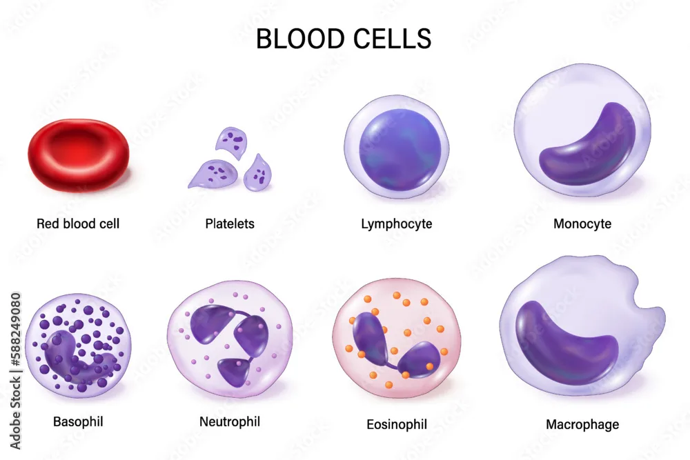 Plakat Blood Cells Red Blood Cells White Blood Cells And Platelets Erythrocyte Thrombocyte