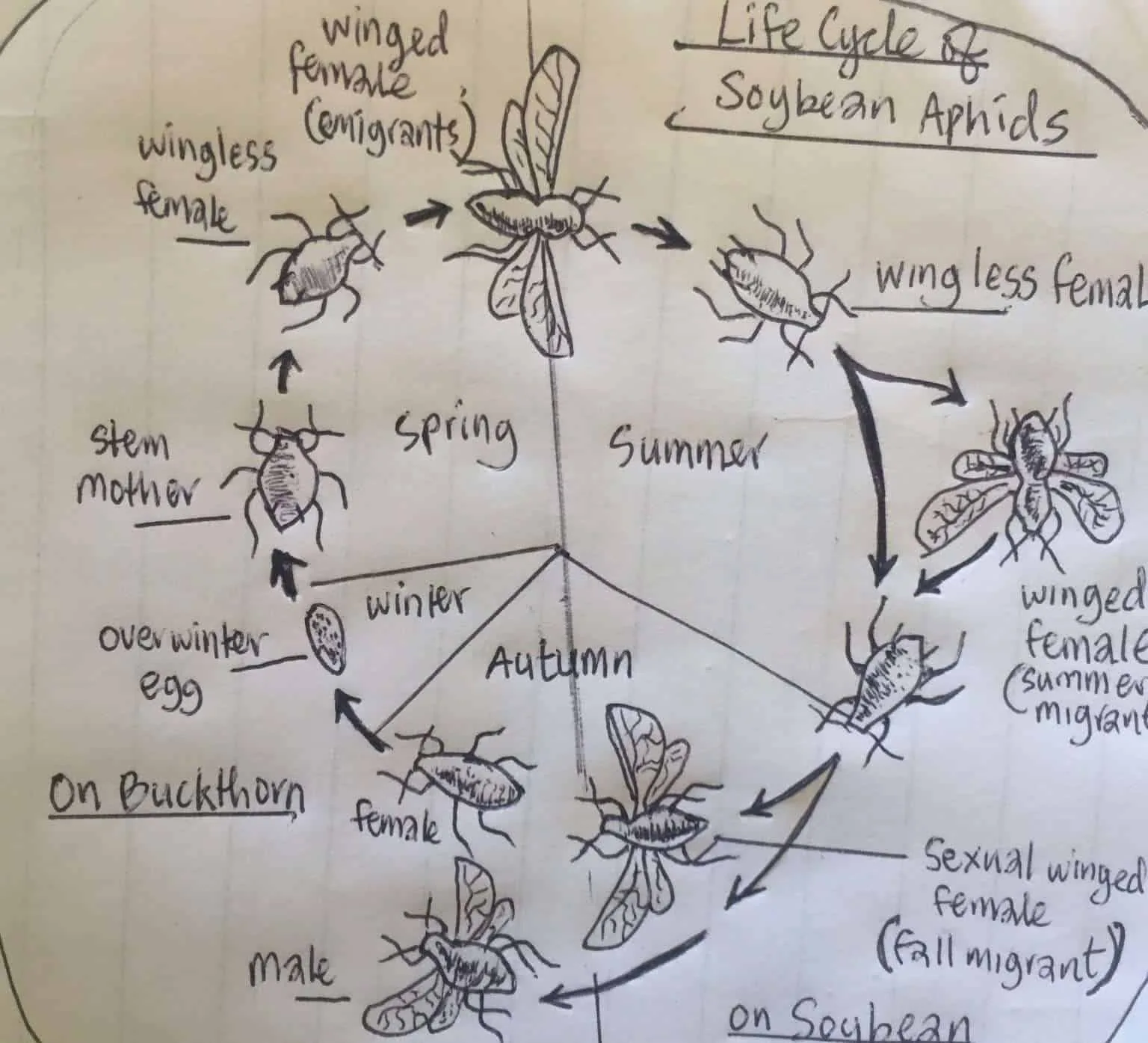 Plant Aphids As Animals Life Cycle Types Control And Prevention Jotscroll