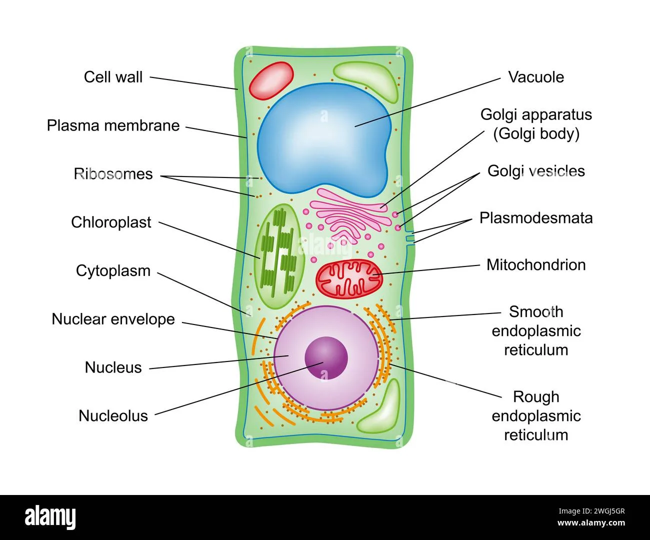 Plant Cell Structure Diagram Labeled Plant Cell Diagram Str