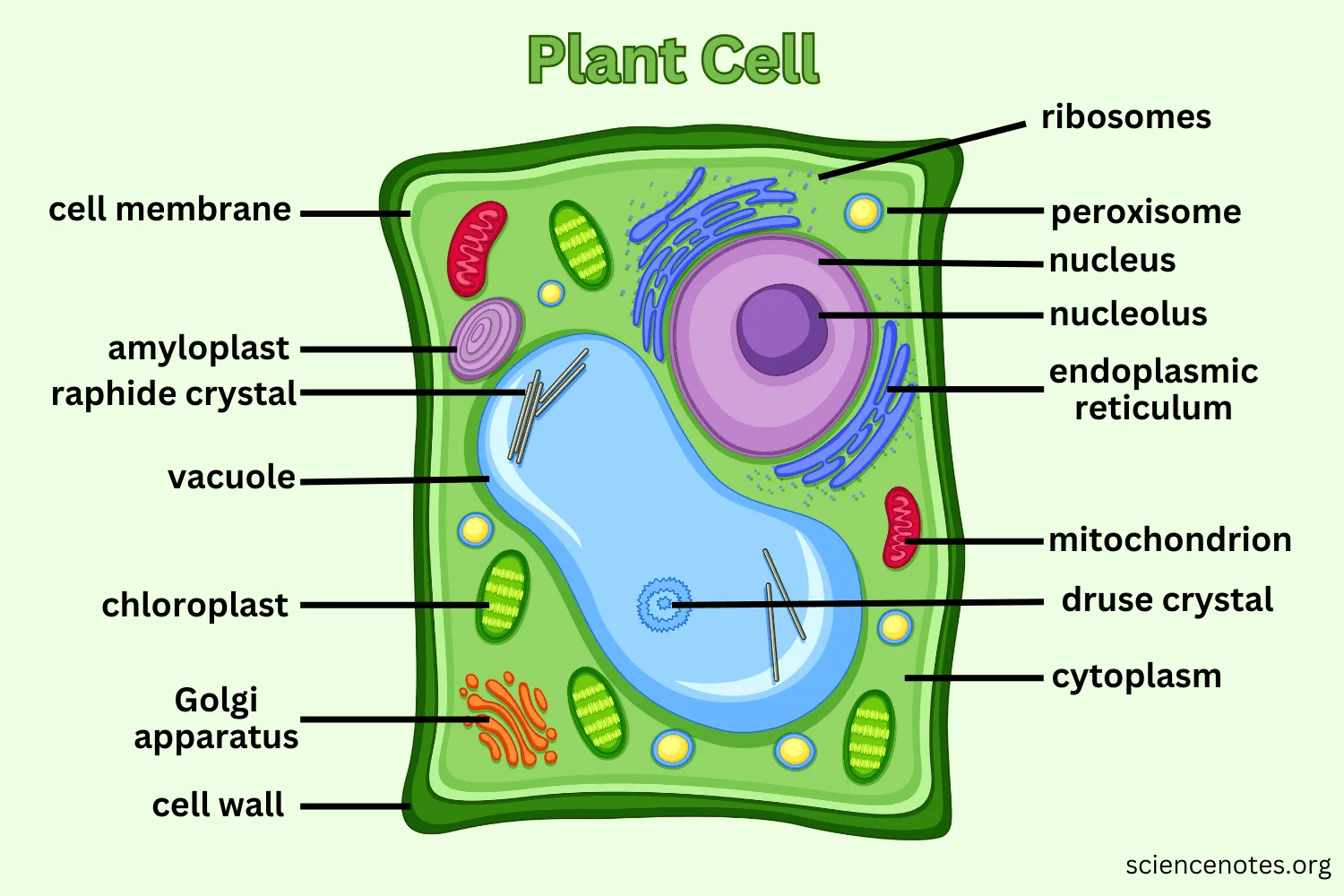Plantcell Diagram All Parts Of A Plant Cell And Their Functi