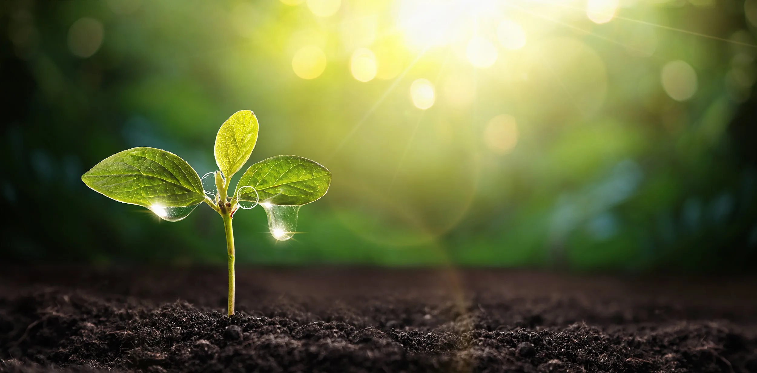 Plants For Plants Project Van Iperen International