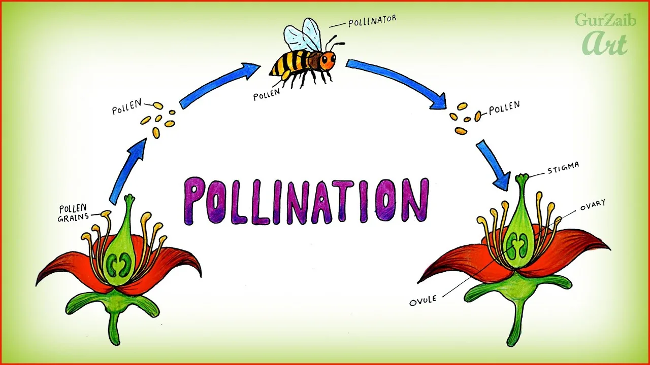 Pollination Lesson Plan Pdf