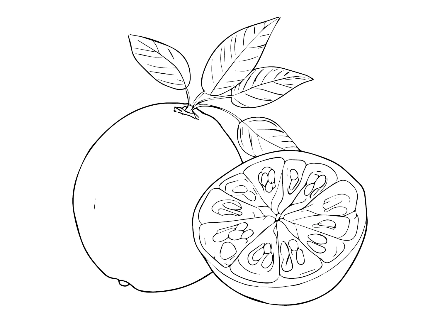 Pomelo De Color At Jamie Gibb Blog