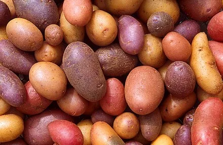 Potato Wikipedia