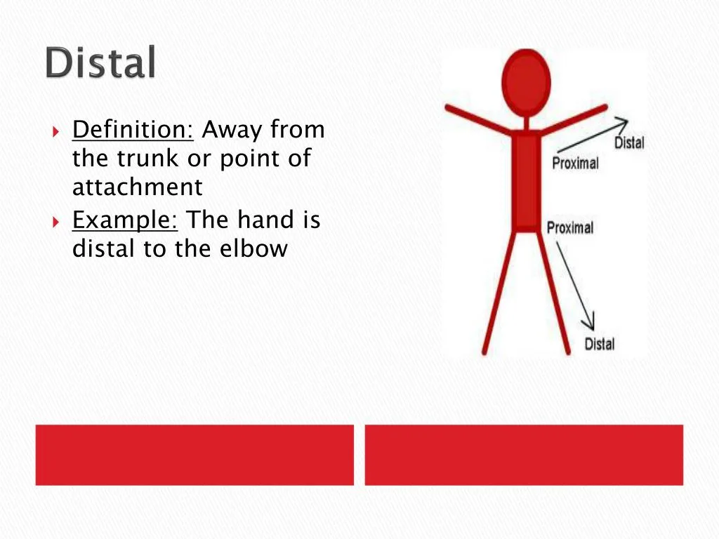 Ppt Anatomical Planes And Directions Powerpoint Presentation Free Download Id 2685245