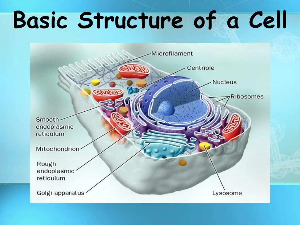 Ppt Basic Structure Of A Cell Powerpoint Presentation Free Download Id 2475797
