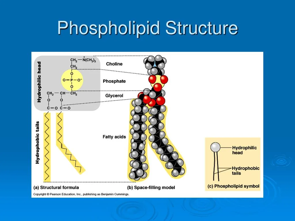 Ppt Macromolecules Carbohydrates Lipids Proteins And Nucleic Acids Powerpoint Presentation
