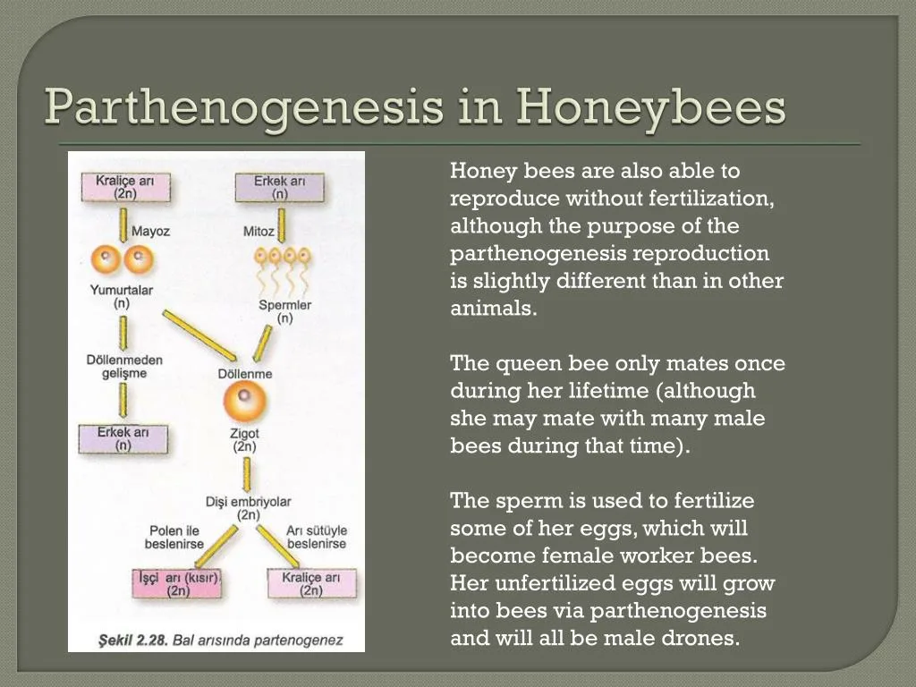Ppt Parthenogenesis Parthenos Virgin And Genesis Creation Powerpoint Presentation Id
