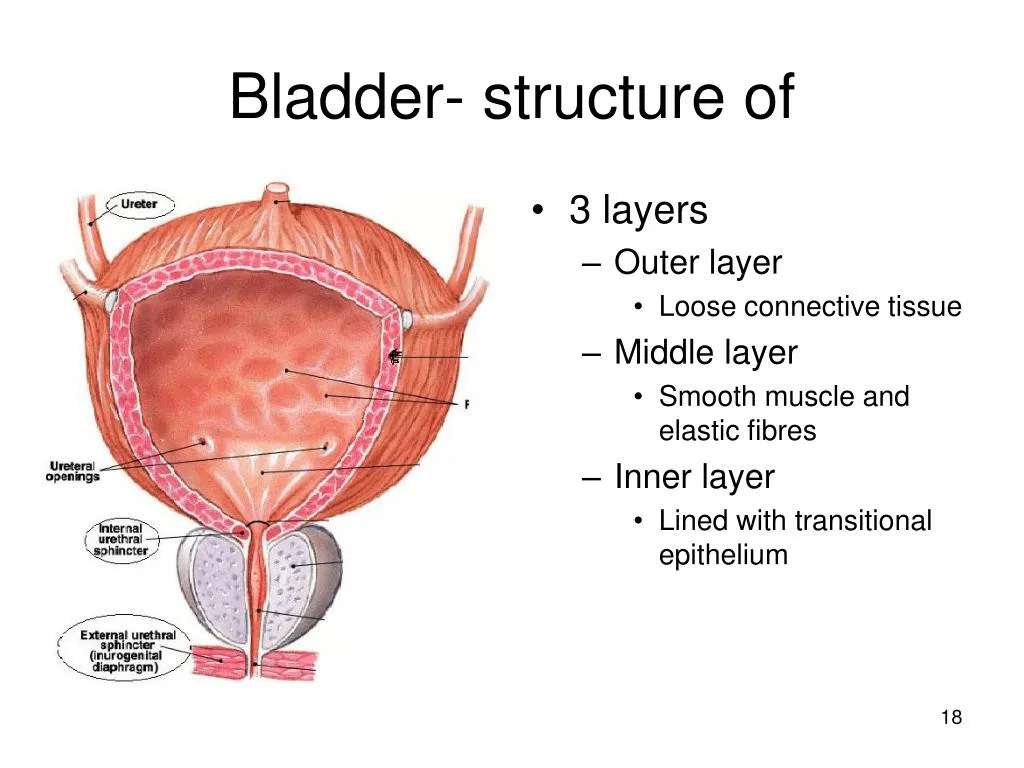 Ppt Urinary System Anatomy And Physiology Powerpoint Presentation Free Download Id 1272009