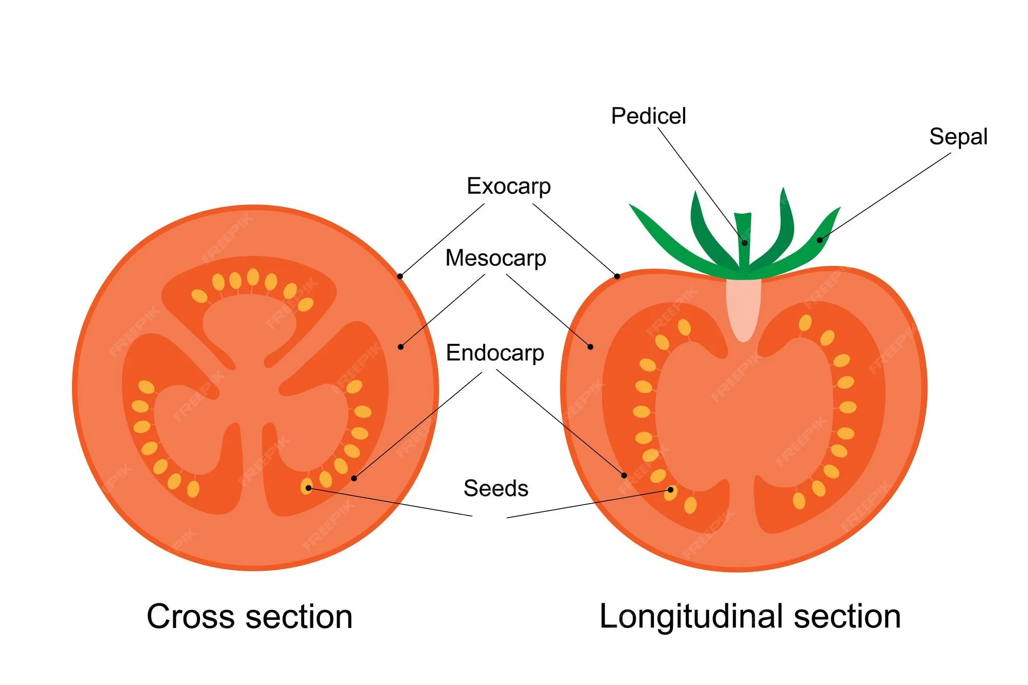 Premium Vector Diagram Of A Tomato Fruit Cross And Longitudinal Section
