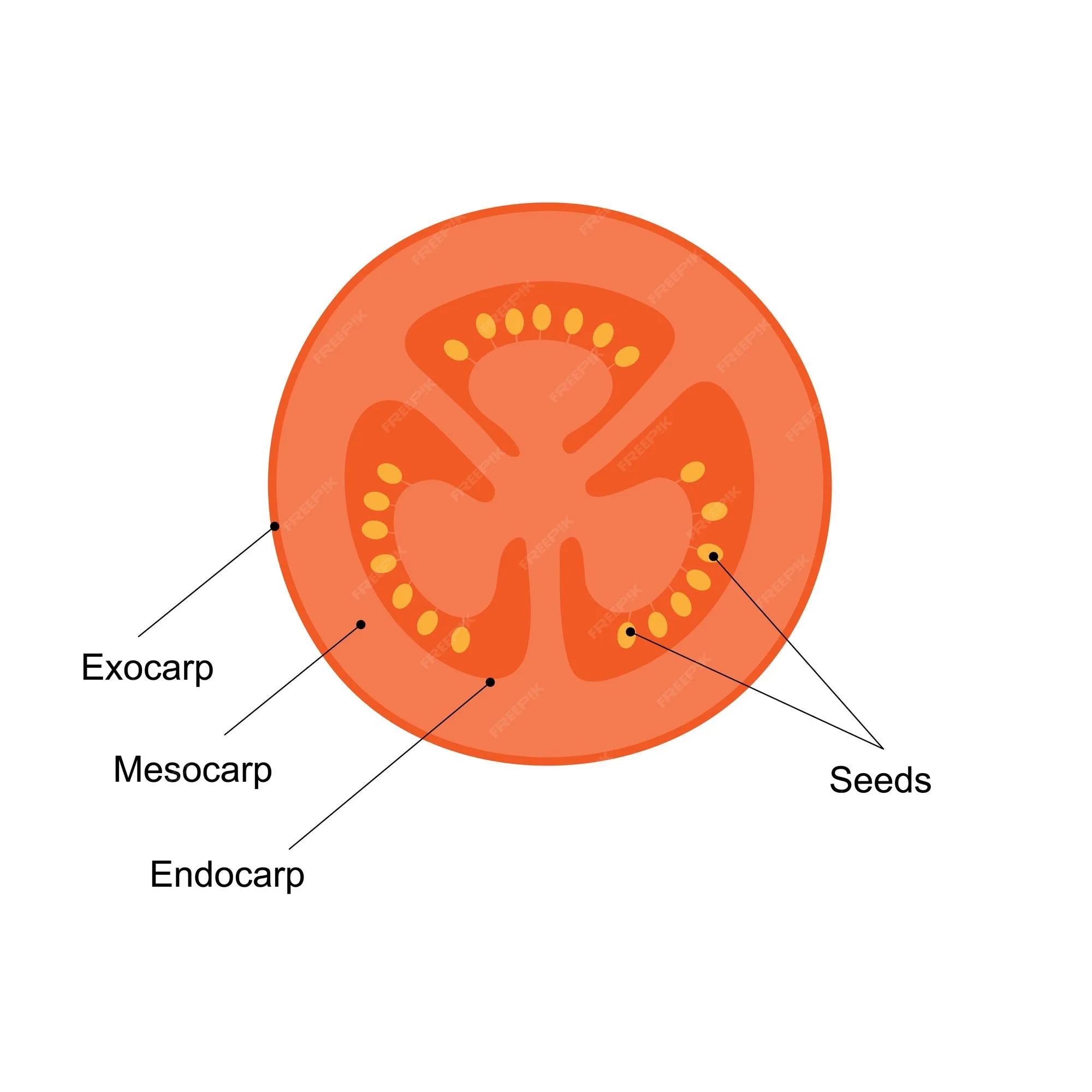 Premium Vector Diagram Of A Tomato Fruit Cross Section
