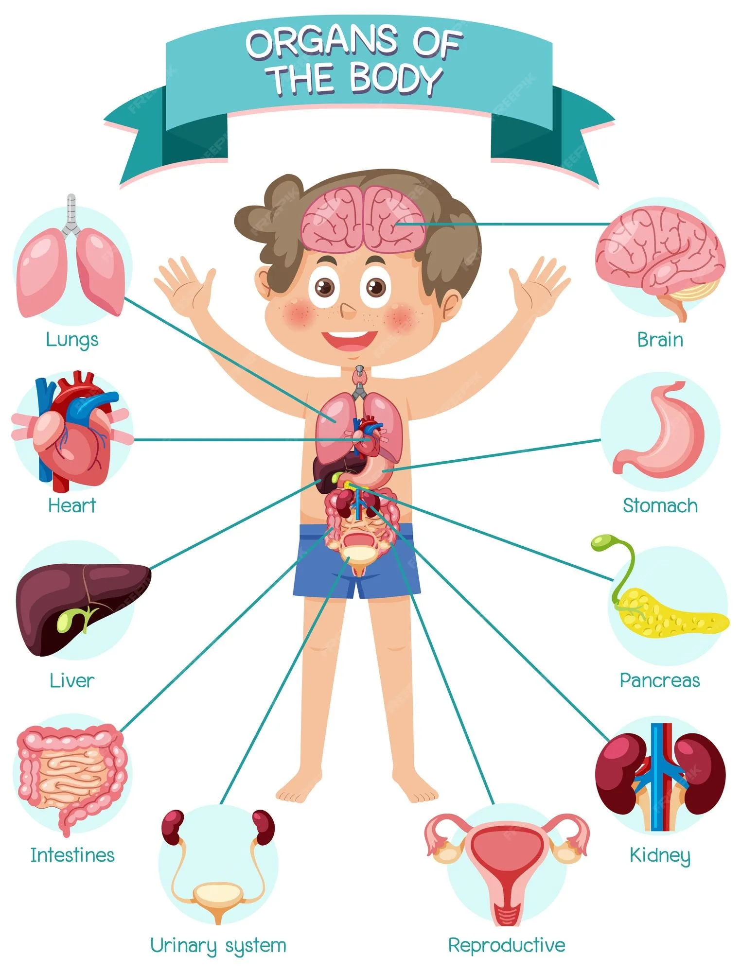 Premium Vector Internal Organs Of The Body For Kids