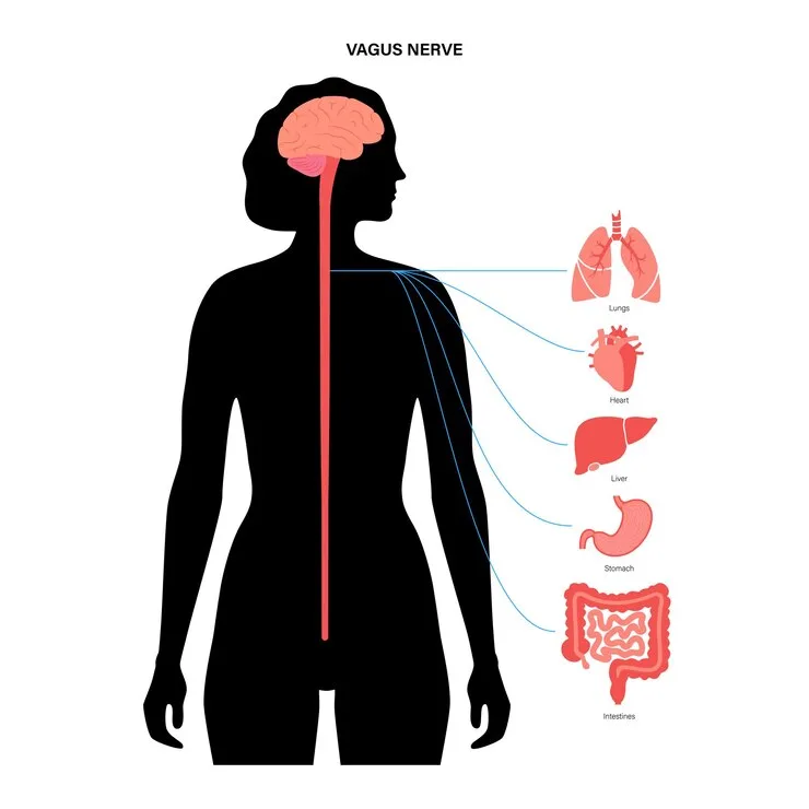 Premium Vector Vagus Nerve Diagram