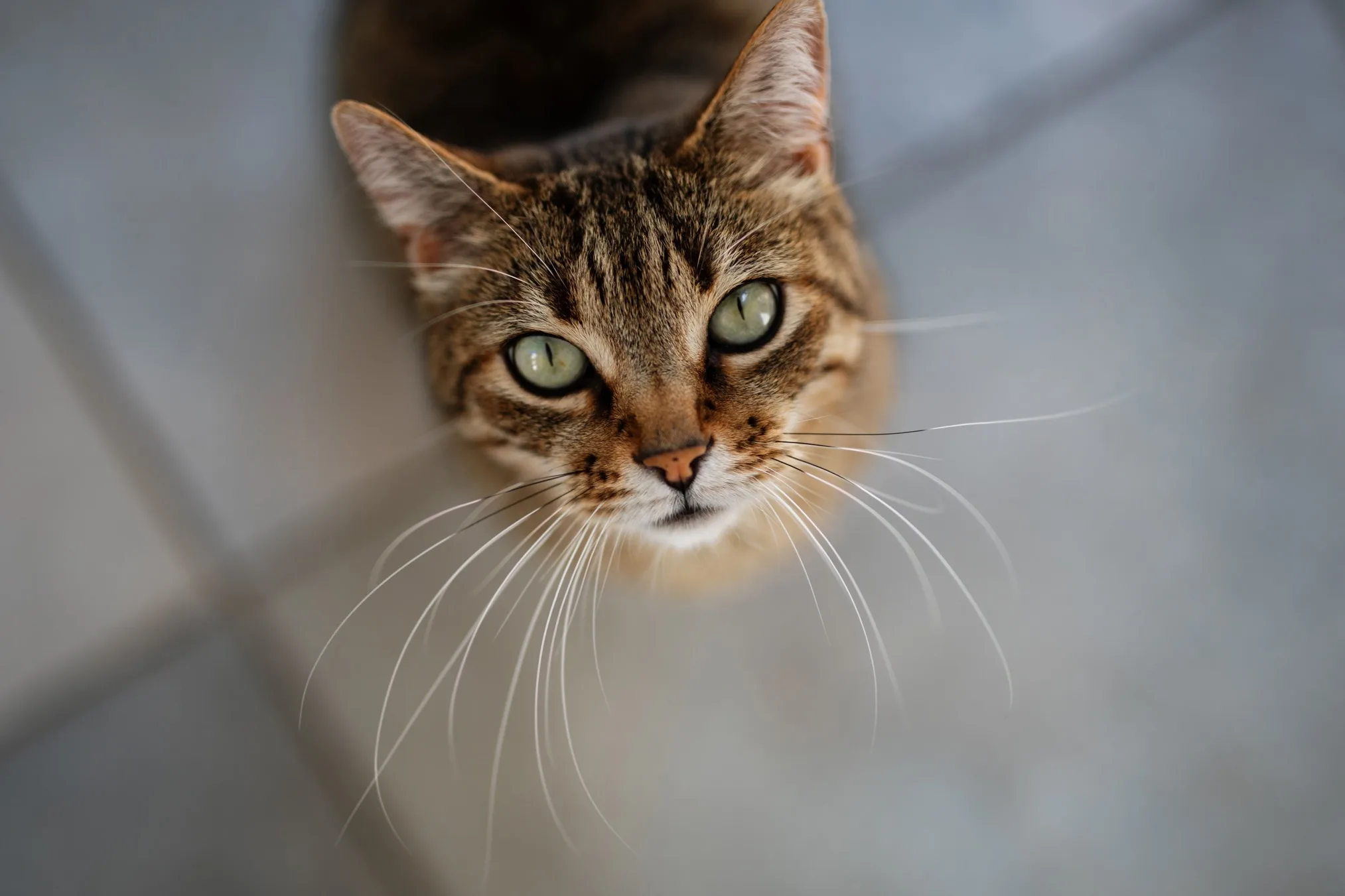 Preparing Your Home For A Cat Cats Protection