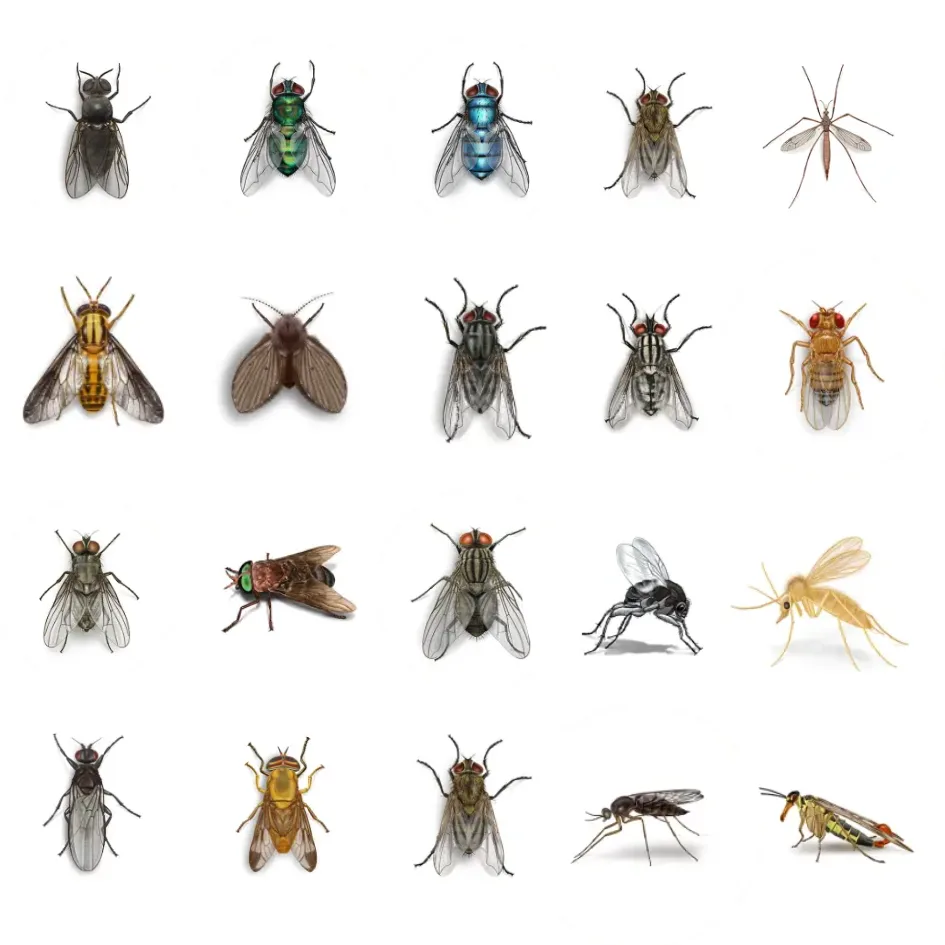 Professional Fly Exterminator The Bugman Pest Control Fraser Valley