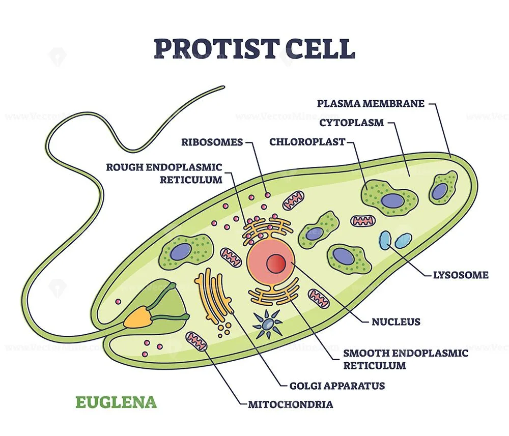 Protist Cell Anatomy With Euglena Microorganism Structure Outline Diagram Protists Biology