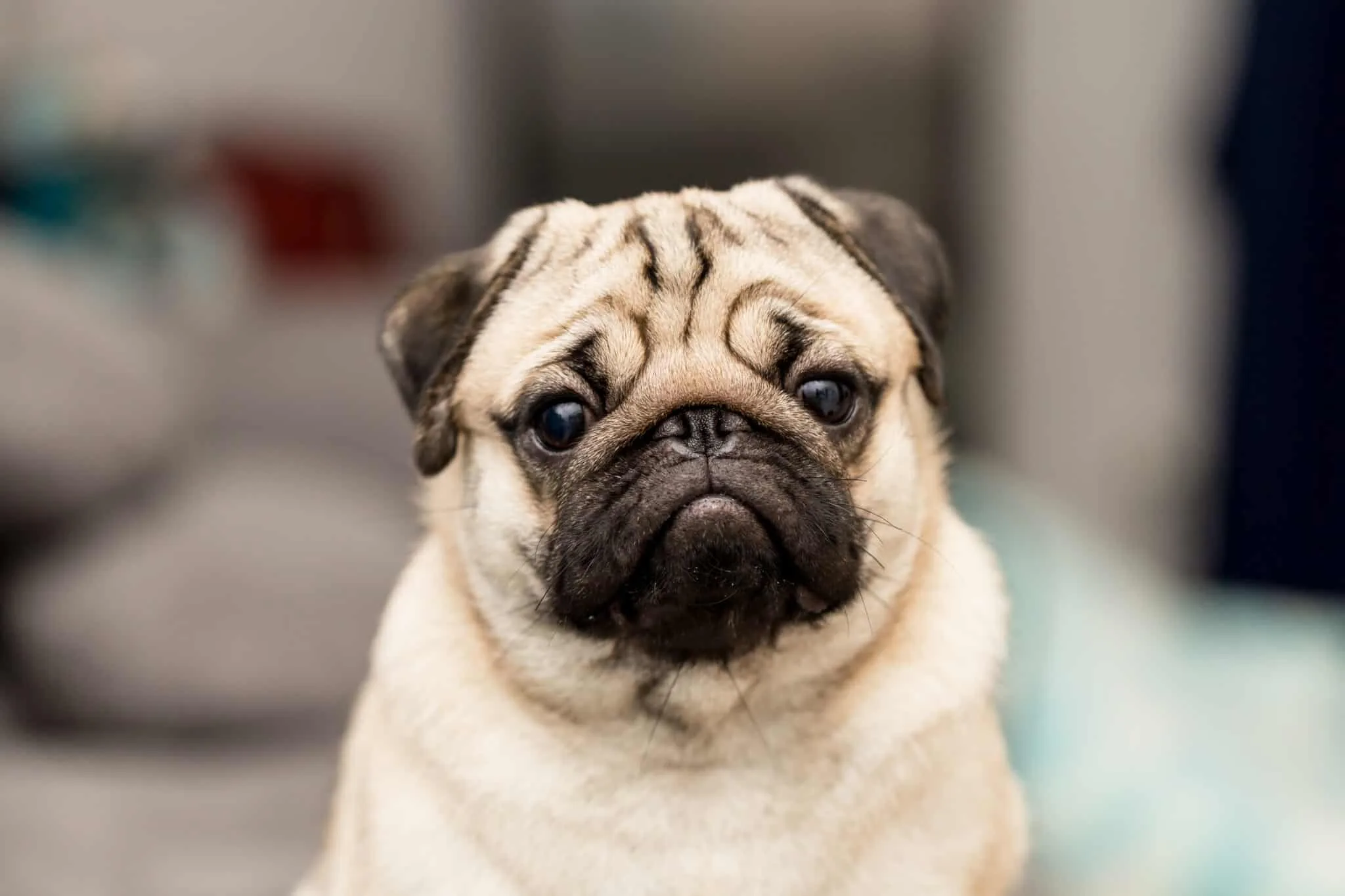 Pug Dog Breed Complete Guide A Z Animals