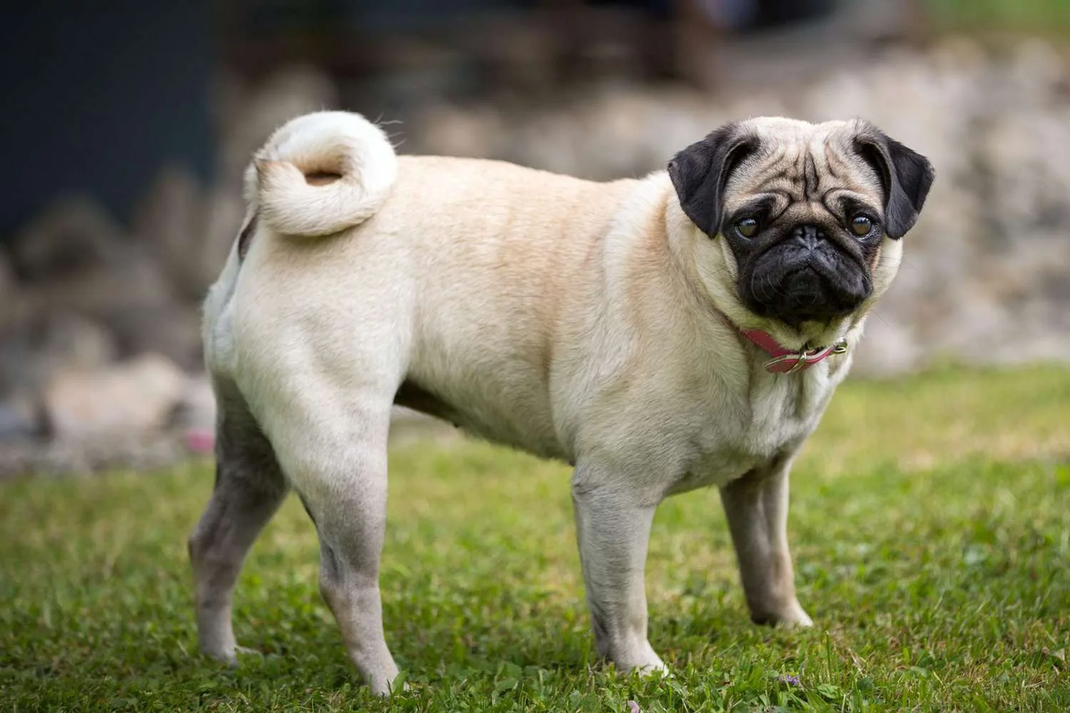 Pug Dog Breed Information Characteristics