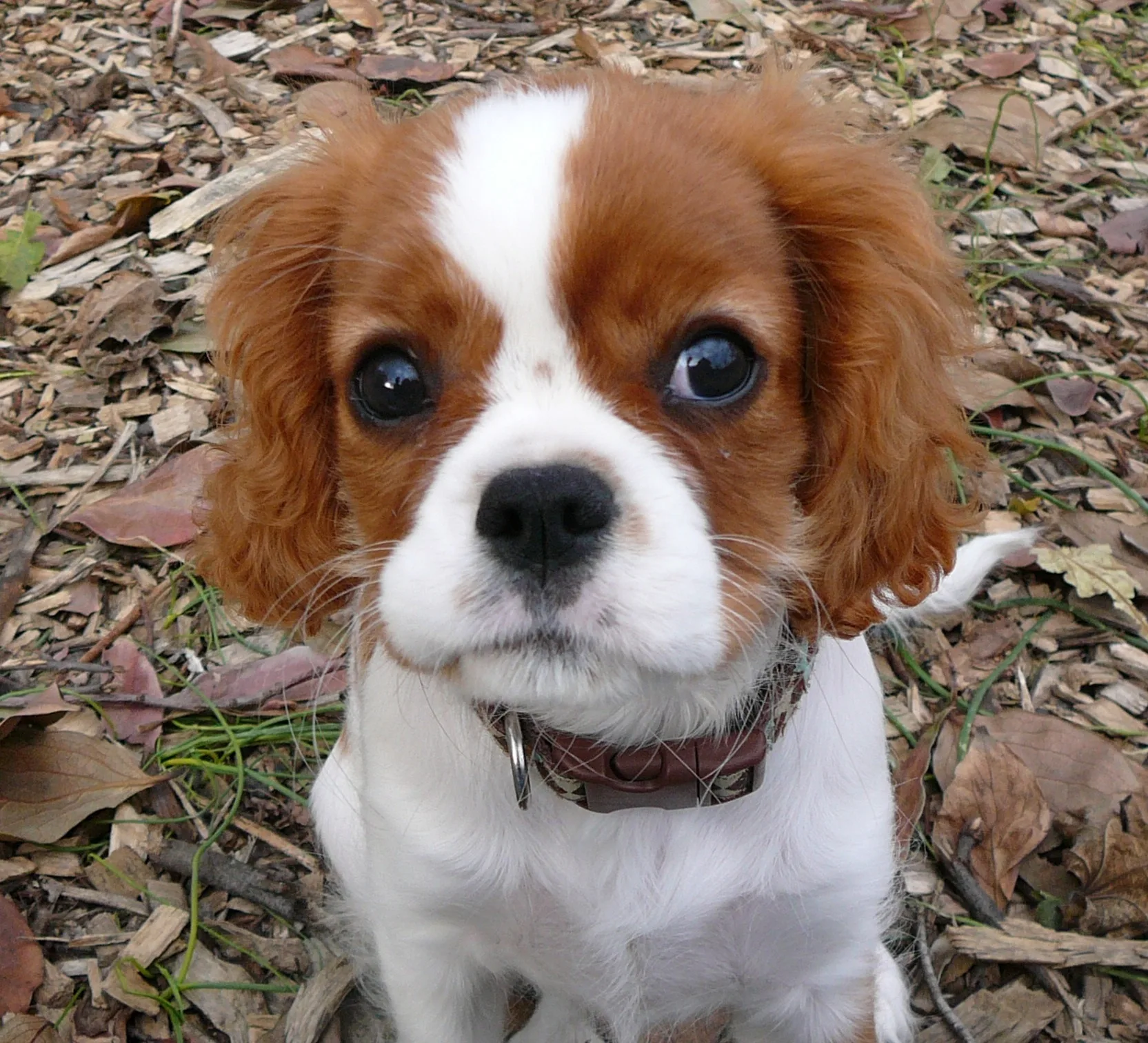 Puppy Care Center Cavalier King Charles Spaniel Puppy Care Center And The Dog Breed Is A Full
