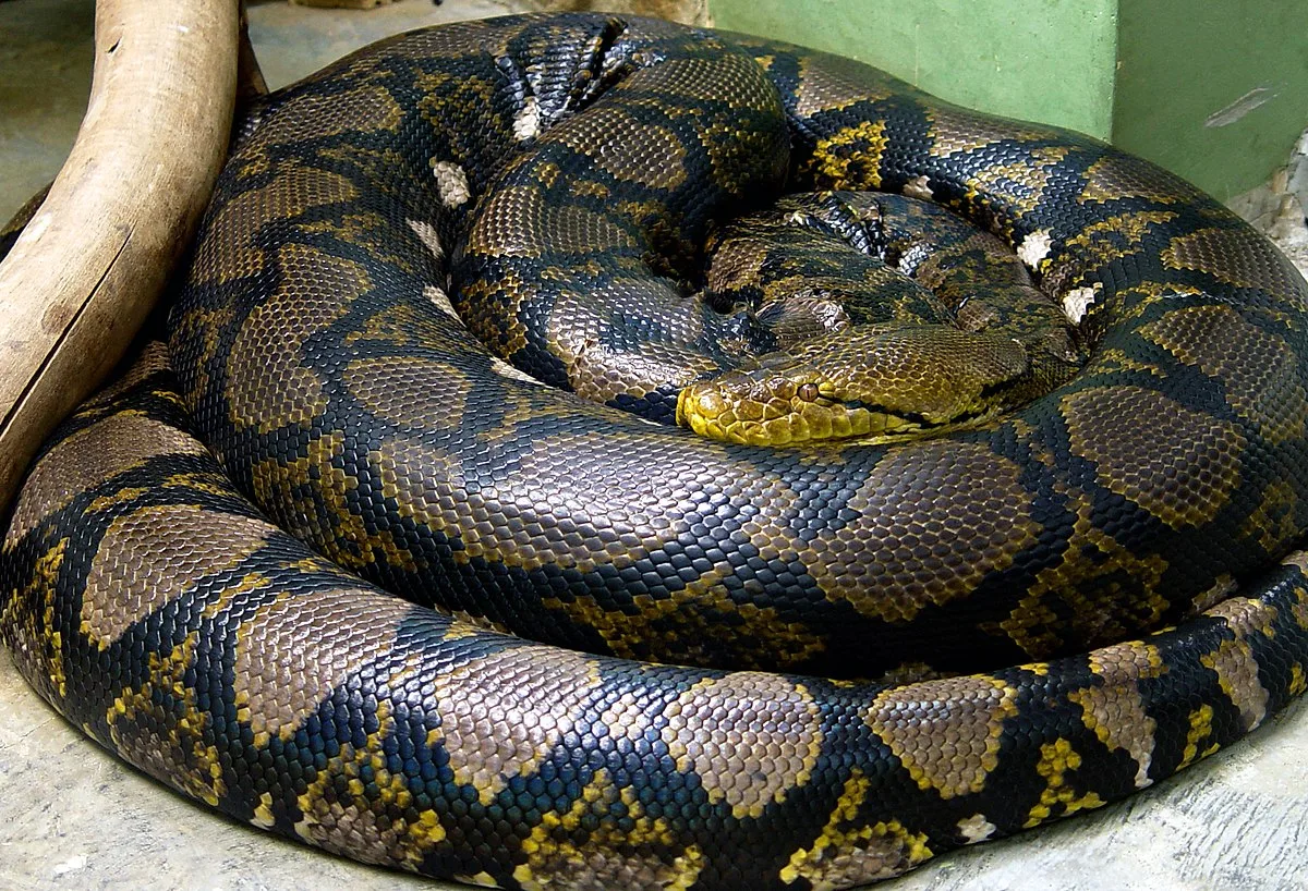 Pythonidae Wikispecies
