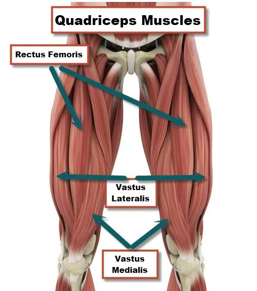 Quadriceps Anatomy
