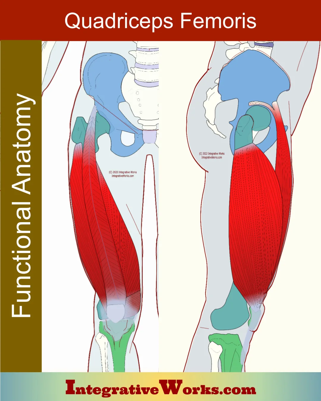 Quadriceps Femoris