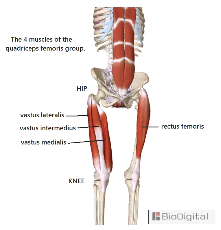 Quadriceps Femoris