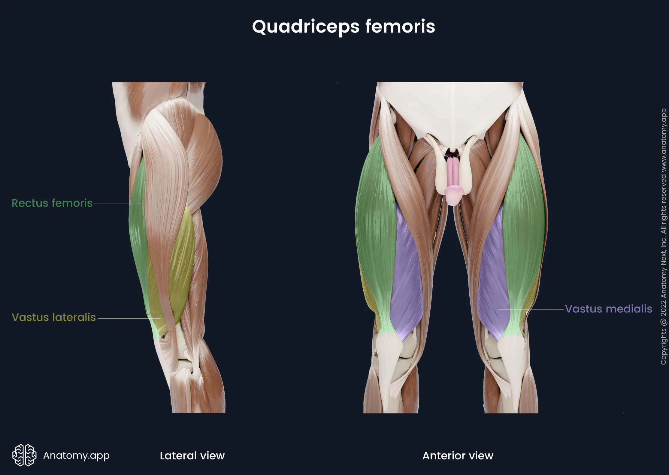 Quadriceps Femoris