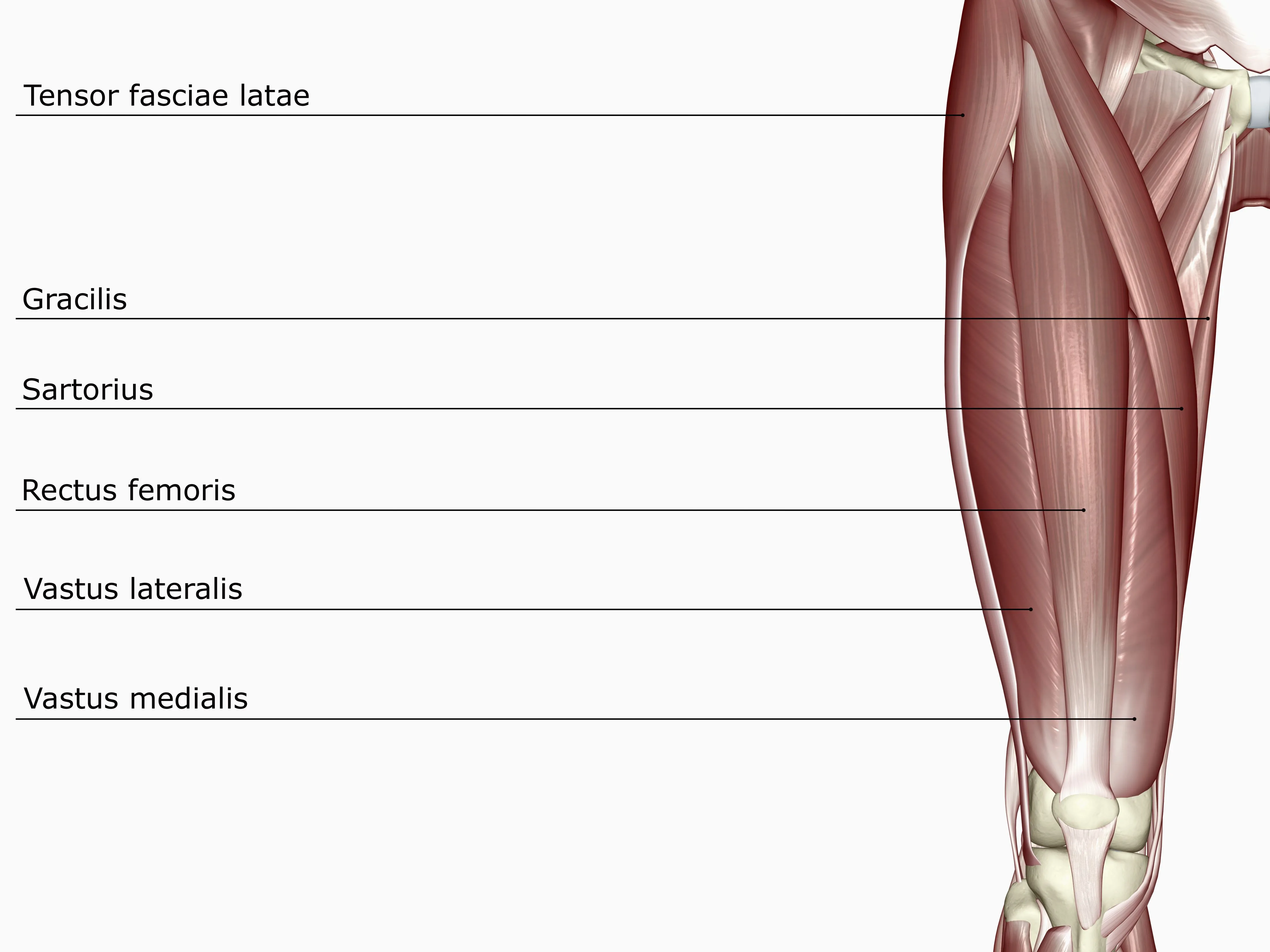Quadriceps Femoris Muscle Origin Insertion And Function Quadriceps Femoris Muscle Anatomy