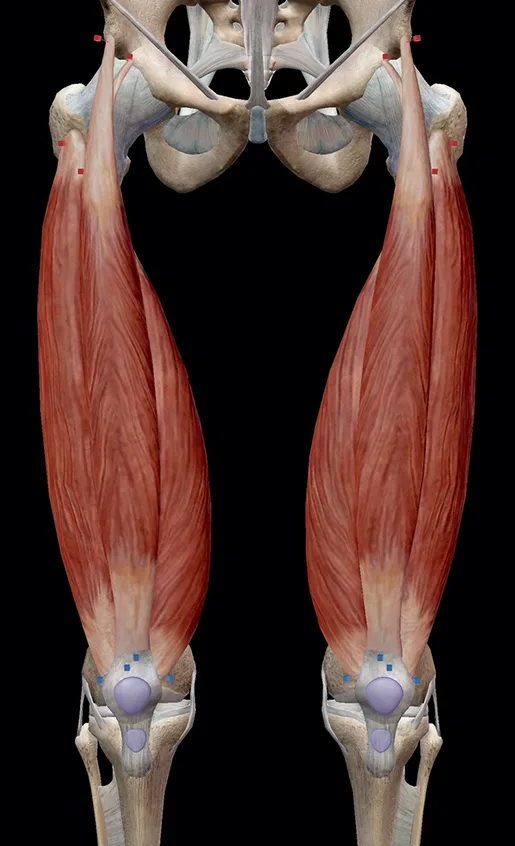 Quadriceps Muscle