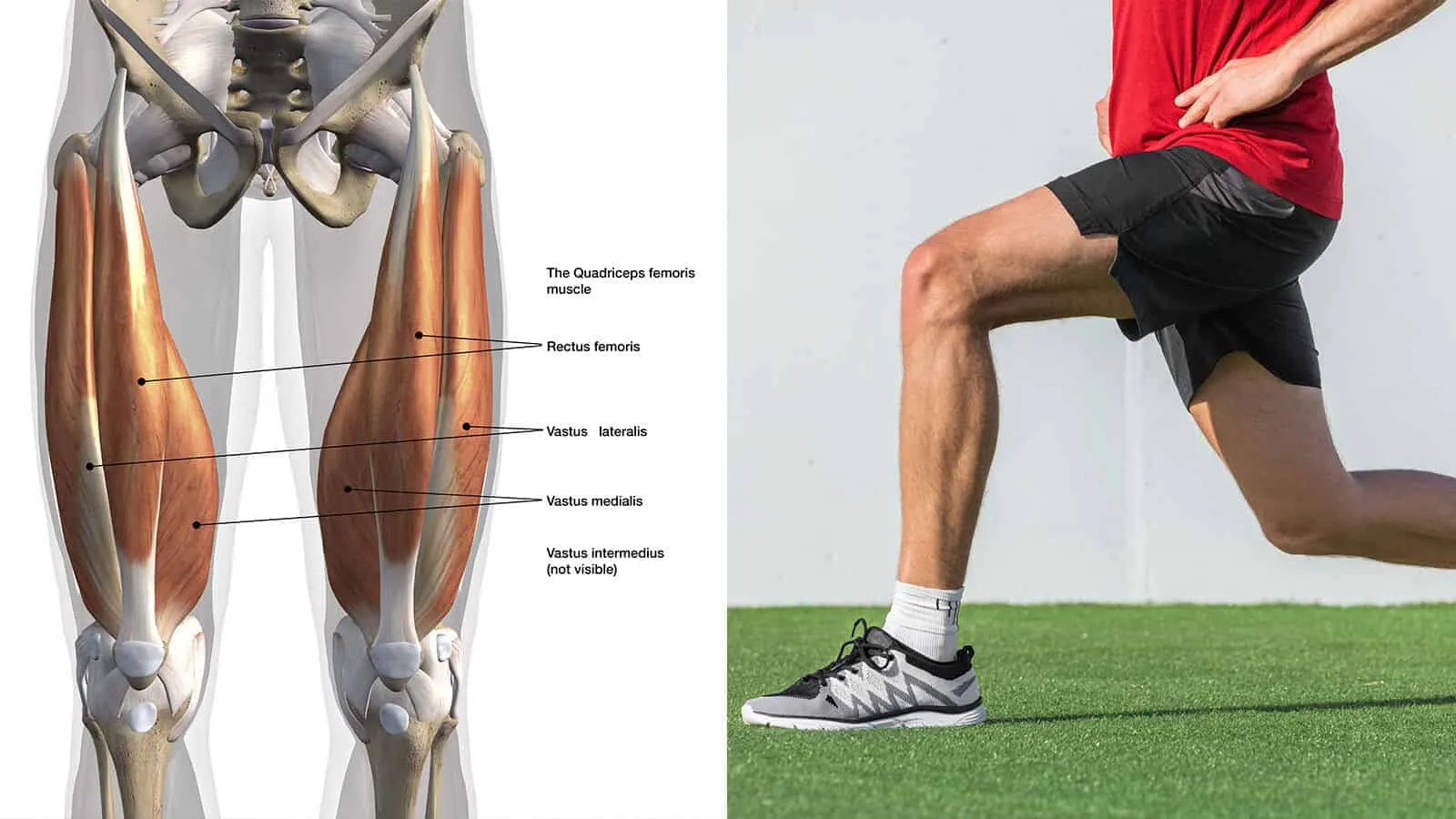 Quadriceps Muscles Exercises
