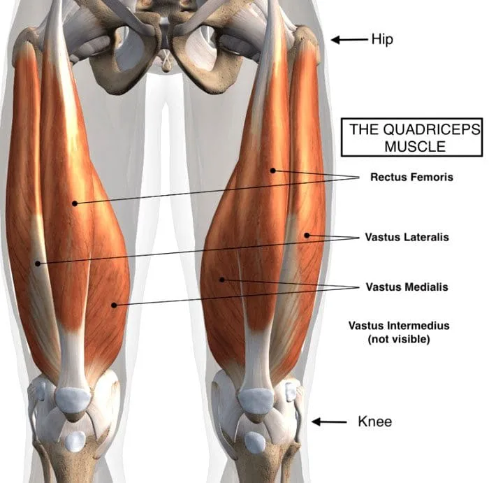 Quadriceps Thigh Strain Chiropractic Chiropractic Scientist
