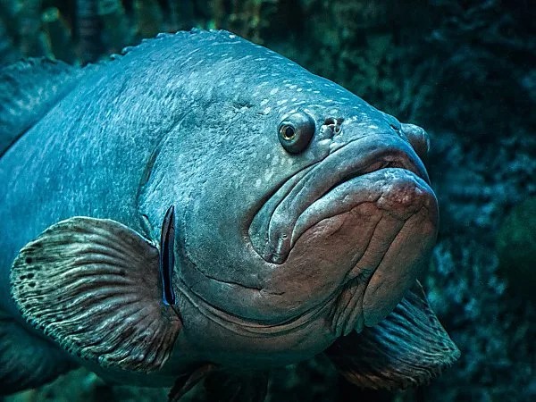 Queensland Grouper Online Learning Center Aquarium Of The Pacific